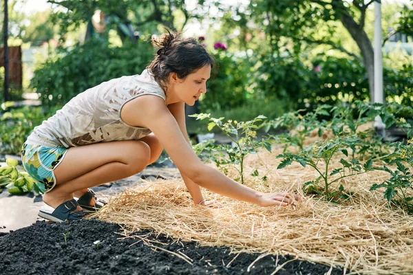 Campesina plantando pepinos en el huerto — Foto de Stock