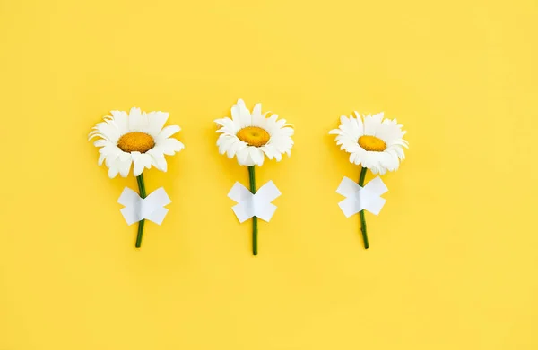 Drei Gänseblümchen-Blumen auf gelbem Hintergrund — Stockfoto