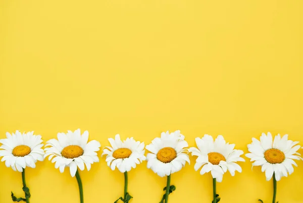 Weiße farbige Gänseblümchen Blumen Rand auf gelbem Hintergrund — Stockfoto