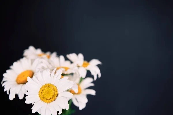 Białe stokrotki kwiat bukiet na ciemnym tle — Zdjęcie stockowe