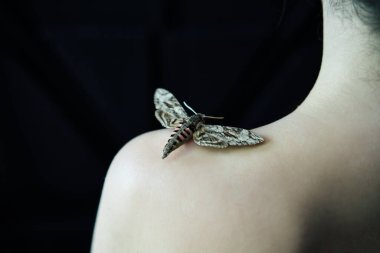 Kelebek şahin güvesi, kadının omzunda oturuyor. Karanlık arka planda yakın plan.. 