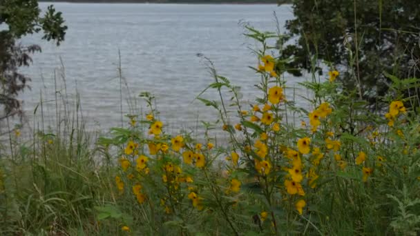 Primer Plano Hermosas Flores Blancas Amarillas Orilla Del Lago — Vídeo de stock