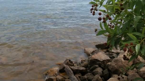 Tiro Constante Agua Golpeando Suavemente Contra Las Rocas Una Orilla — Vídeos de Stock