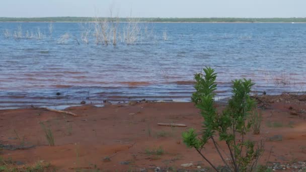 Устойчивый Снимок Зеленого Растения Берегу Озера Размытыми Рябками Воды Заднем — стоковое видео