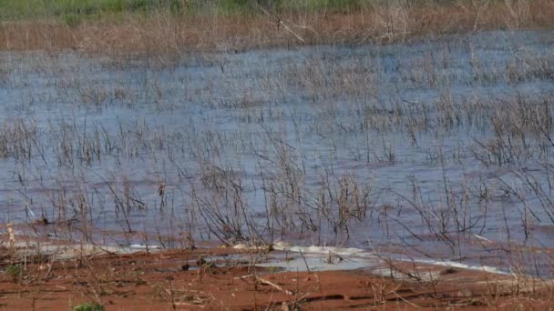 Ondulations rapides se déplaçant à travers des brindilles saillantes dans l'eau 