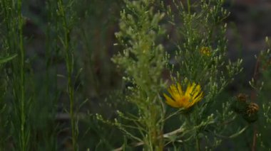 Uzun boylu yeşil çalılar arasında rüzgar sallanan sarı çiçek çiçeklenme