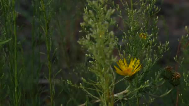 盛开的黄色花朵在高大的绿色灌木丛中随风摇曳 — 图库视频影像