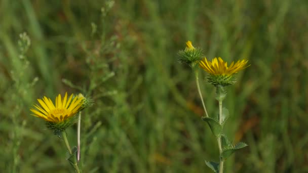 Disparo Constante Centró Tres Flores Amarillas Balanceándose Suavemente Con Brisa — Vídeos de Stock