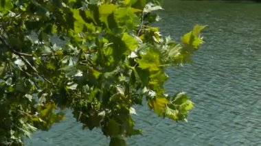 Yeşil yaprak hafifçe arka planda akan Gölü su ile rüzgarda sallanan yakın çekim