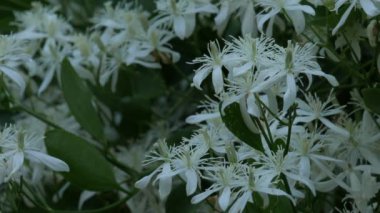 Bir çit üzerinde esinti sallanan küçük bir beyaz çiçekler in sabit çekim kapatın.