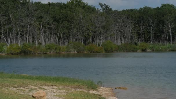 一个湖面的宽镜头 水流向树林的边缘 — 图库视频影像