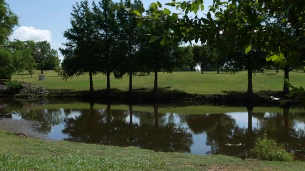 阳光明媚时公园里小池塘的稳重面对镜头 — 图库视频影像
