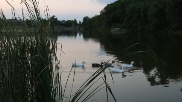 Patos Nadando Estanque Atardecer — Vídeos de Stock