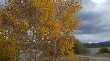 Autumnlake Dillon, Colorado esintiyle sallanan sürekli atış ile kavak ağaçlarının yaprakları