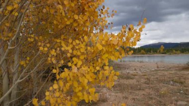 Kavak yaprağı esintiyle çırpınan yakın çekim