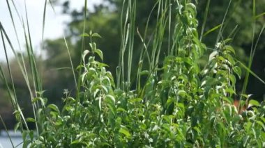 Bulanık arka plan ile rüzgarda sallayarak yeşil uzun boylu otlar sabit Stok görüntüleri