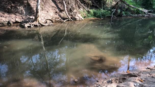 Colpo Costante Torrente Torbido Con Gli Alberi Che Gettano Riflessi — Video Stock