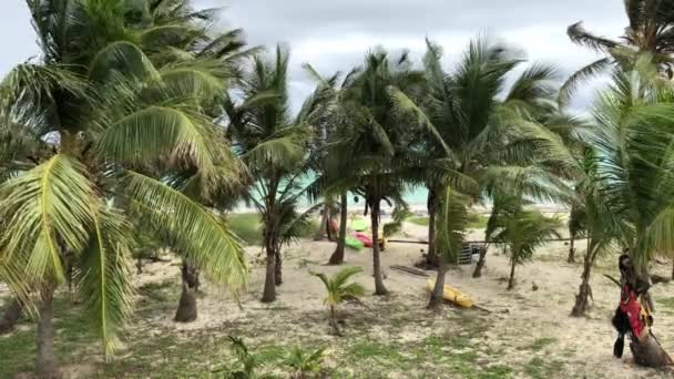 Устойчивый Снимок Кокосовых Пальм Качающихся Ветру Пляжа — стоковое видео