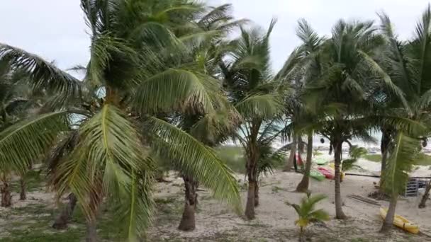 Vista Dall Alto Degli Alberi Cocco Ondeggianti Nel Vento Vicino — Video Stock