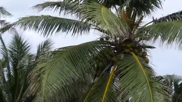 Primo Piano Della Noce Cocco Ondeggiante Nel Vento Carico Frutti — Video Stock