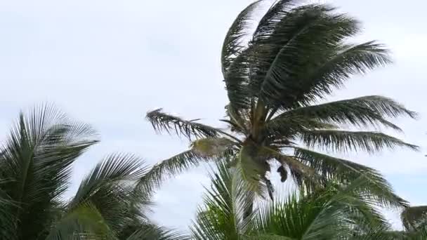 Закрыть Устойчивый Снимок Кокосовых Пальм Раскачивающихся Ветру Звуками — стоковое видео
