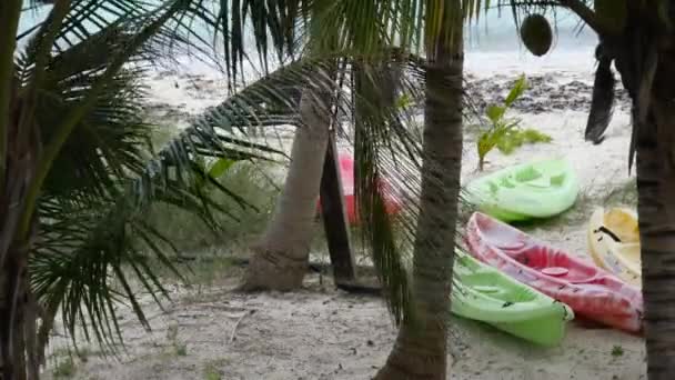 백그라운드에서 바다의 파도와 바람에 흔들리는 코코넛 닫습니다 — 비디오