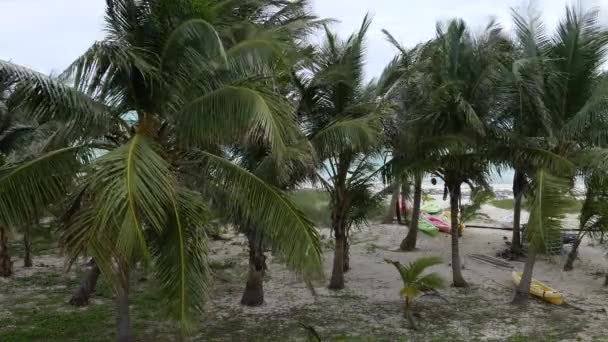 Colpo Costante Alberi Cocco Con Foglie Ondeggianti Nel Vento Vicino — Video Stock