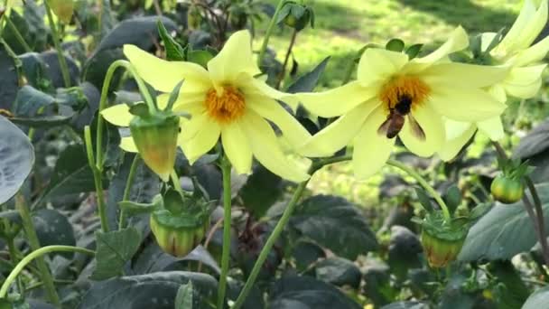 Colpo Palmare Ape Calabrone Che Succhia Nettare Dai Fiori Gialli — Video Stock