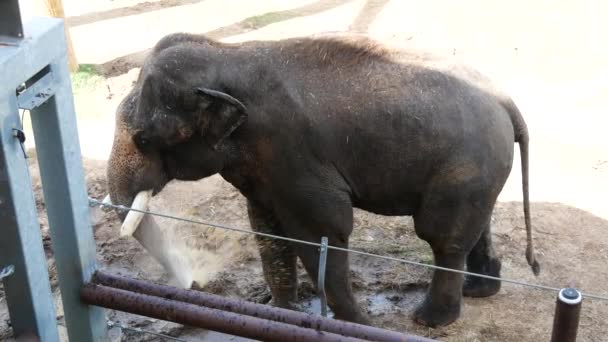 Взрослый Слон Принимающий Душ Распыляя Воду Стволом Зоопарке — стоковое видео