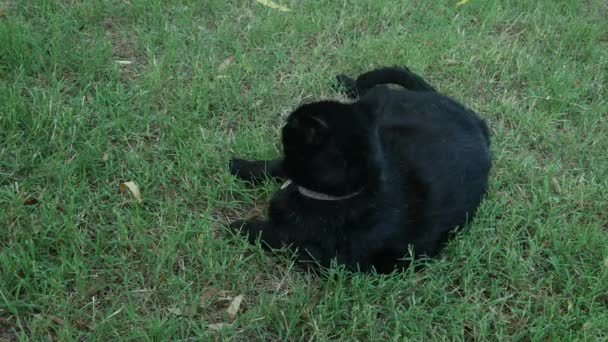 Yeşil Çimenlerde Yatan Büyük Siyah Şişman Bir Kedinin Sabit Çekimi — Stok video