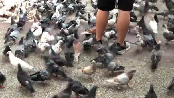 公園で人の足の周りに群がっているハトの群れの広いショット — ストック動画