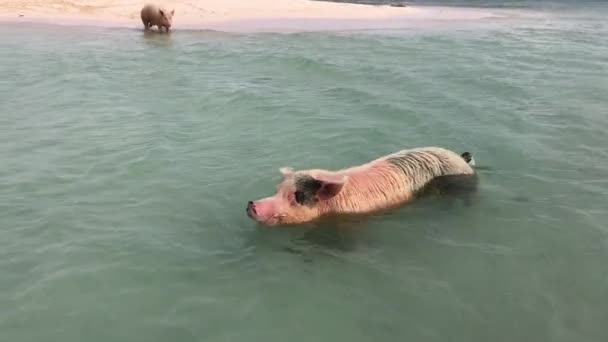 Handschuss Eines Schweins Das Wasser Der Bahamas Schwimmt — Stockvideo