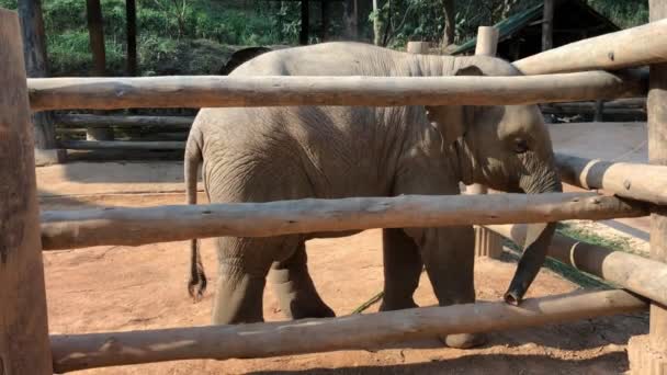 Prise de vue à la main d'un bébé éléphant se promenant dans une enceinte dans le zoo 