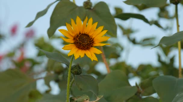 Tournesol à floraison unique agitant dans la brise, gros plan avec des feuilles vertes floues en arrière-plan 