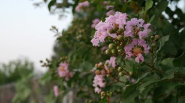 Bulanık bir arka plan ile, hafifçe rüzgarda sallanan pembe çiçekler sürekli görüntüleri