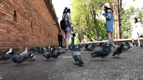 Tha Phae Gate Chiang Mai Città Vecchia Antica Mura Fossato — Video Stock