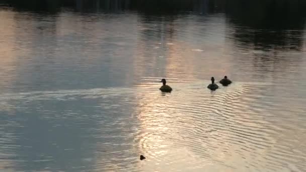 Trzy Kaczki Pływające Stawie Zachodzie Słońca — Wideo stockowe