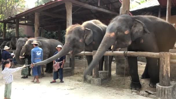 Chiang Mai Thailandmarch 2018 Handhållen Sida Visa Skott Vuxna Elefanter — Stockvideo