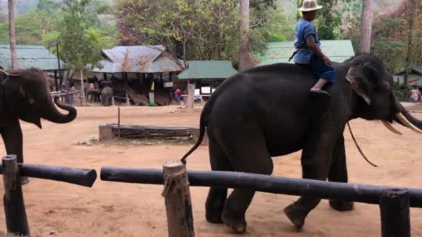 泰国2018年3月清迈 在泰国清迈的大象公园里 大象弹奏口琴招待客人的稳定镜头 — 图库视频影像