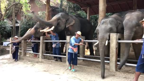 Chiang Mai Thailandmarch 2018 Handhållen Wide Skott Vuxna Elefanter Står — Stockvideo