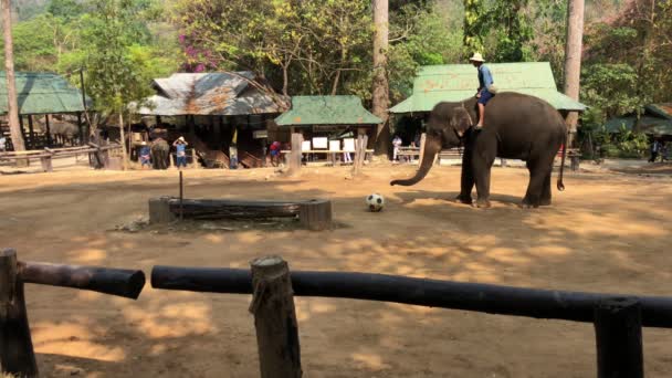 Chiang Mai Thailandmarch 2018 Elefantenschuss Beim Fußballspielen Zur Freude Der — Stockvideo