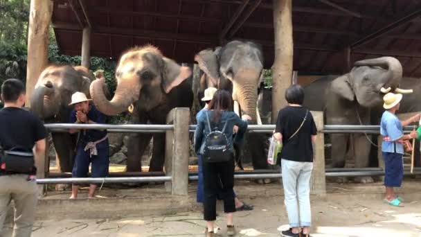 Chiang Mai Tailandmarzo 2018 Disparo Mano Turistas Alimentando Posando Con — Vídeos de Stock