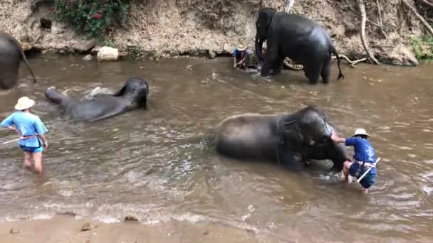 elephant-trainer-head-in-butt-video-live-stream-shemale-porn-videos