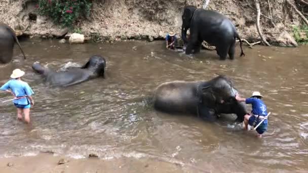 Chiang Mai Thailandmarch 2018 Filmagem Constante Elefantes Tomando Banho Rio — Vídeo de Stock