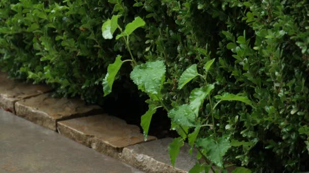 Firme Tiro Plantas Lado Caminho Pavimentado Ficando Molhado Chuva — Vídeo de Stock