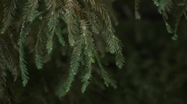 Çam ağacı yaprakları koyu arka plan ile Yağmurda sırılsıklam sürekli çekim