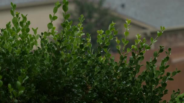 排水の音と 雨に濡れる緑の植物の安定したショット — ストック動画