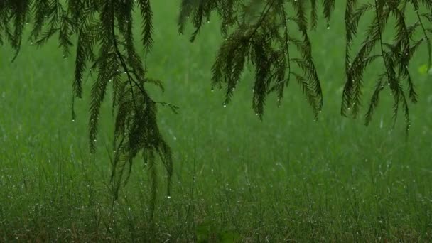 小贴士湿松树叶在雨中 与模糊的湿绿草在背景 — 图库视频影像