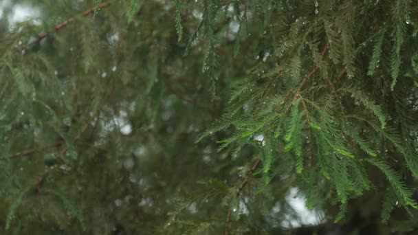 Steady Shot Pine Tree Leaves Drenched Filled Dewdrops Rain — Stock Video