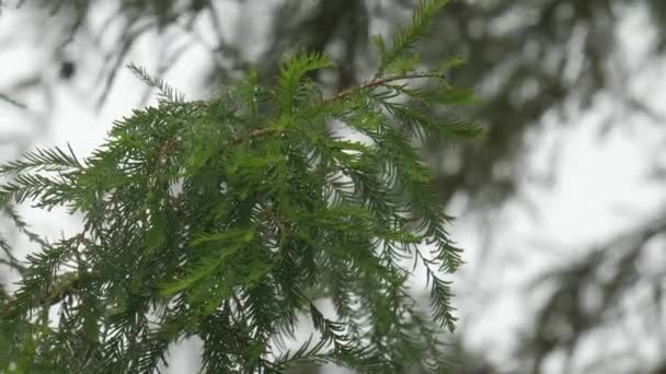 Pine Tree Leaves Wet Dewdrops Rain Bokeh Background — Stock Video